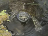Kapische beekschilpad [Mauremys rivulata]